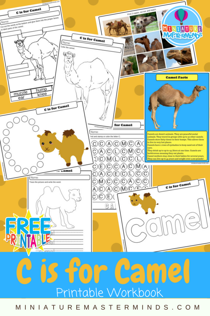 desert animals worksheet for kindergarten